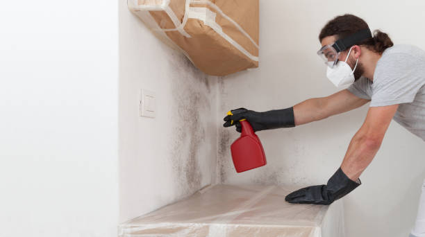 Basement Mold Remediation treatment on basement walls in Clifton